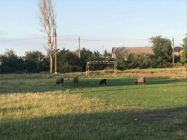 В Запорожье выпасают баранов на футбольном поле (ФОТО)