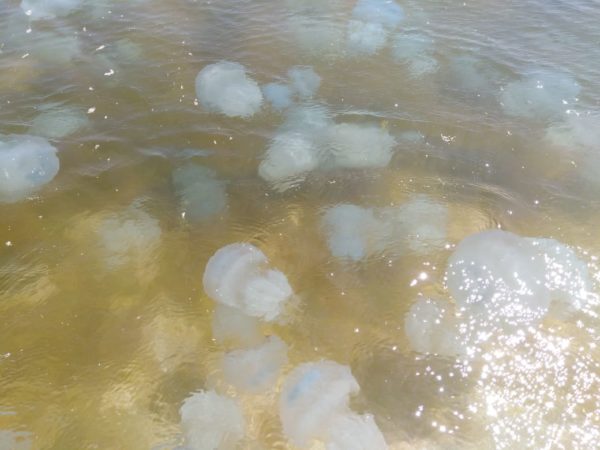 Жутко и красиво: нашествие медуз в Азовском море через объектив фотографа (ФОТО)
