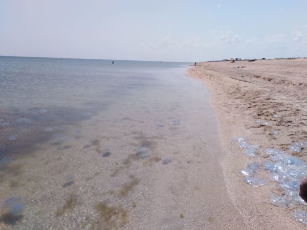 Жутко и красиво: нашествие медуз в Азовском море через объектив фотографа (ФОТО)