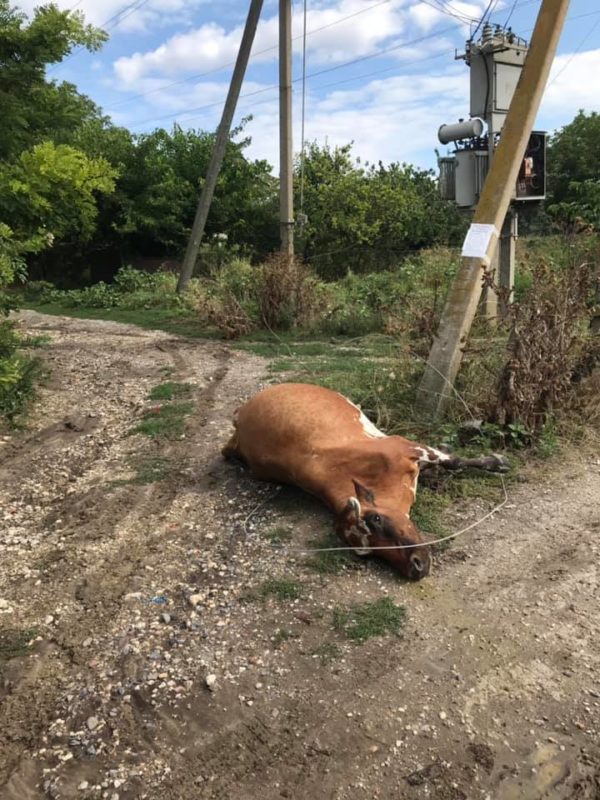 В Запорожской области корову пришибло током посреди дороги (ФОТО)
