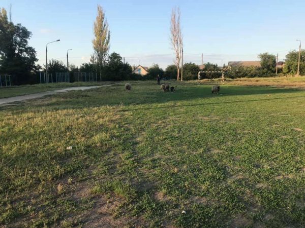 В Запорожье выпасают баранов на футбольном поле (ФОТО)
