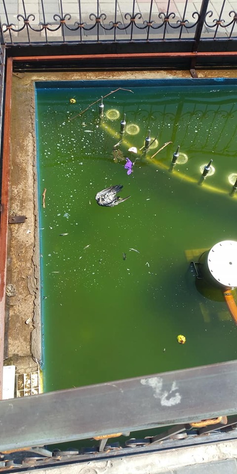 В одном из фонтанов Запорожской области плавают мёртвые птицы (ФОТО)