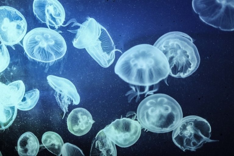 Жутко и красиво: нашествие медуз в Азовском море через объектив фотографа (ФОТО)