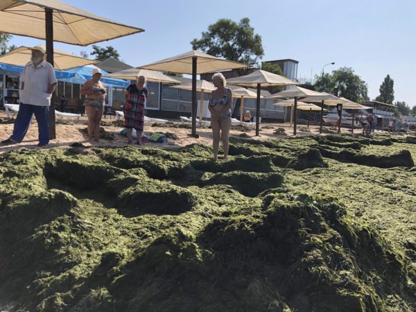 В Бердянске побережье накрыло толстым слоем водорослей (ФОТО)