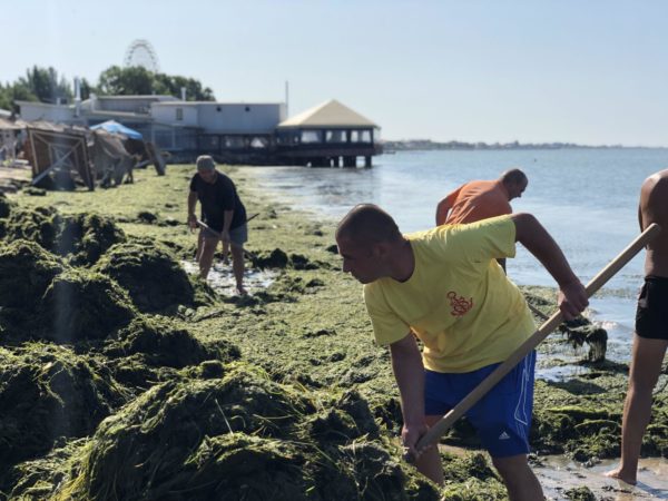 В Бердянске побережье накрыло толстым слоем водорослей (ФОТО)