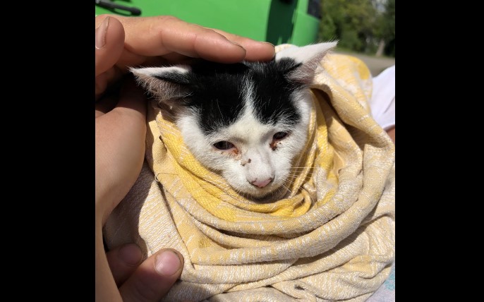 В Запорожье организовали спасательную операцию для домашней кошки (ФОТО)