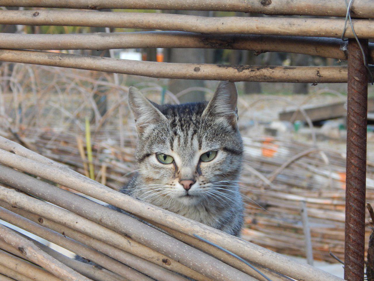 Бродяги "в законе": фотограф из Запорожья показала жизнь уличных котов (ФОТО)