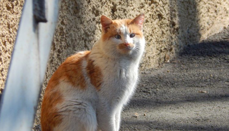 Бродяги "в законе": фотограф из Запорожья показала жизнь уличных котов (ФОТО)