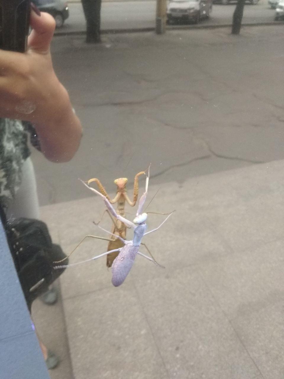 В центре Запорожья заметили гигантское насекомое (ФОТО)