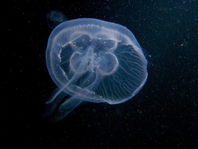 Медузы продолжают атаковать отдыхающих на Азовском море (ФОТО)