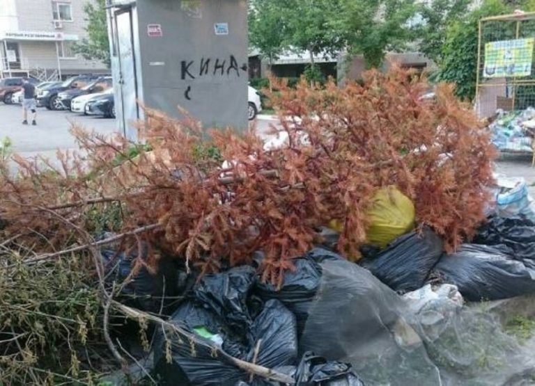 В начале осени запорожцы продолжают выбрасывать новогодние ёлки (ФОТО)