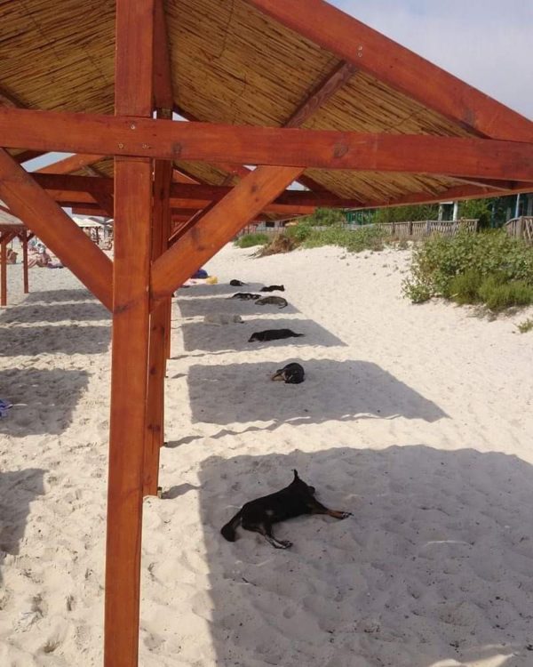 Курортный пляж в Запорожской области заполонили четырёхлапые отдыхающие (ФОТО)