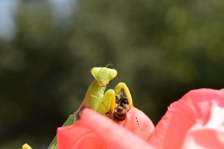 Маленькие, но большие: фотограф из Запорожья показала жизнь насекомых крупным планом (ФОТО)