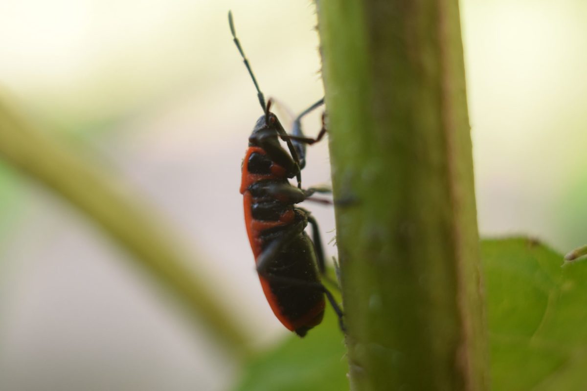 Маленькие, но большие: фотограф из Запорожья показала жизнь насекомых крупным планом (ФОТО)