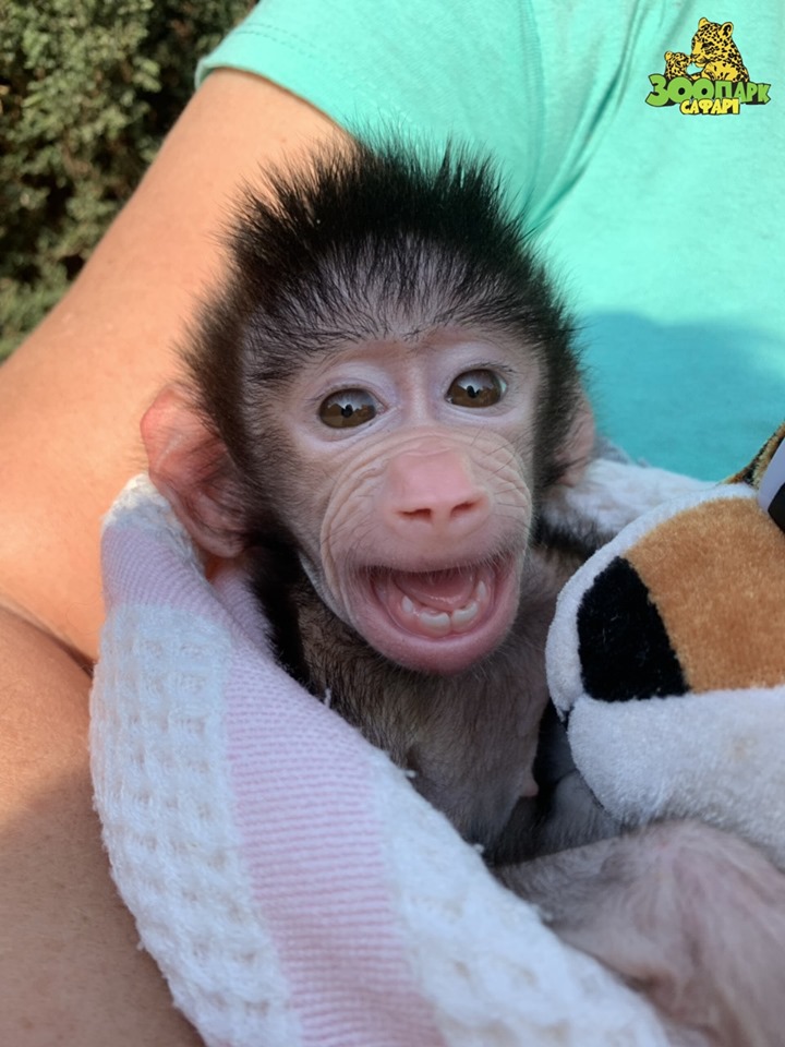В бердянском зоопарке малыш-павиан улыбался на камеру (ФОТО)