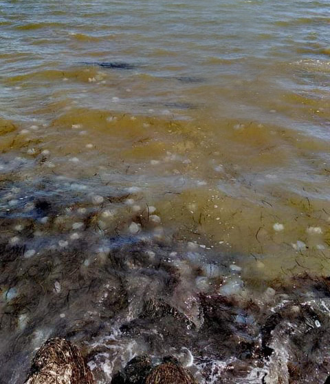 Медузы продолжают атаковать отдыхающих на Азовском море (ФОТО)