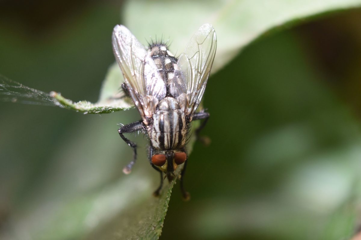 Маленькие, но большие: фотограф из Запорожья показала жизнь насекомых крупным планом (ФОТО)