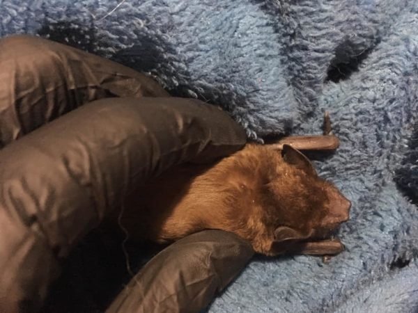 В Запорожье спасли краснокнижную летучую мышь (ФОТО)
