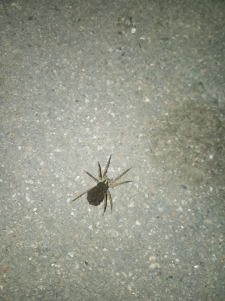"Ежевика с ножками": в Запорожье на тротуаре обнаружили необычного паука (ФОТО)