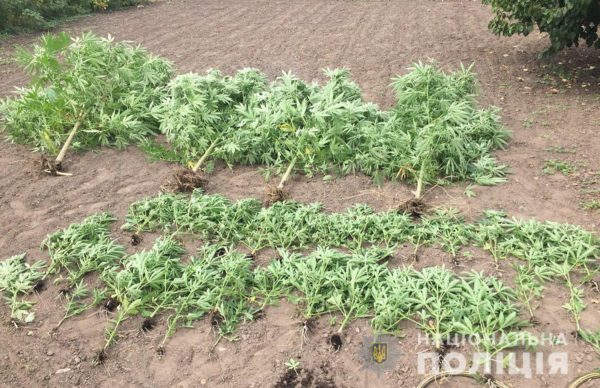 Весёлый огород: жительница Запорожской области выращивала совсем не овощи (ФОТО)