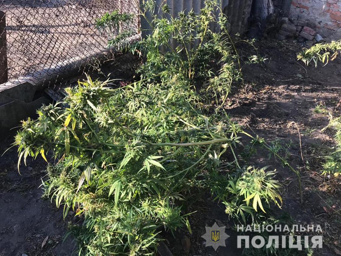 В Запорожской области обнаружили конопляные "джунгли" (ФОТО)