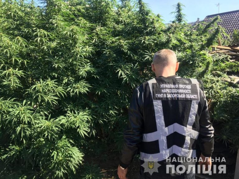 В Запорожской области обнаружили конопляные «джунгли» (ФОТО)