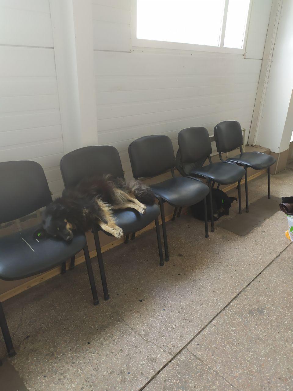 Зал ожидания для собак: в Запорожской области на вокзале культурно отдыхают животные (ФОТО)
