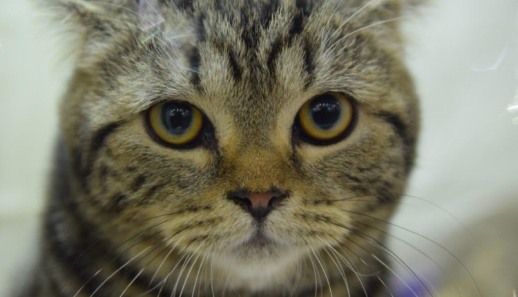 Выставка кошек в Запорожье через объектив фотографа: усатые-полосатые во всей красе (ФОТО)