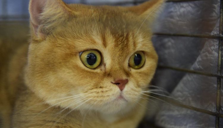 Выставка кошек в Запорожье через объектив фотографа: усатые-полосатые во всей красе (ФОТО)