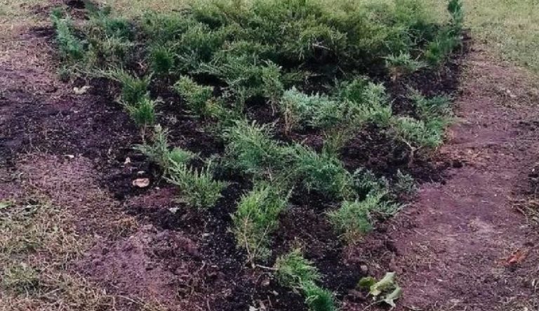 Человек-«невидимка» ворует зелёные насаждения в центре Запорожья (ВИДЕО)