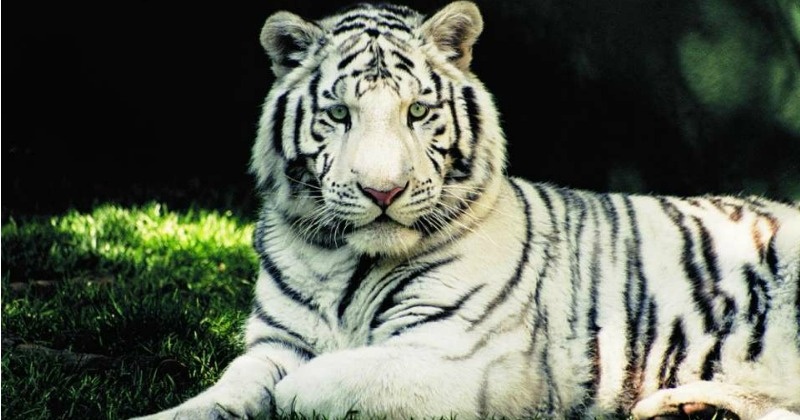 В бердянском зоопарке показали подросших белых тигрят (ВИДЕО)