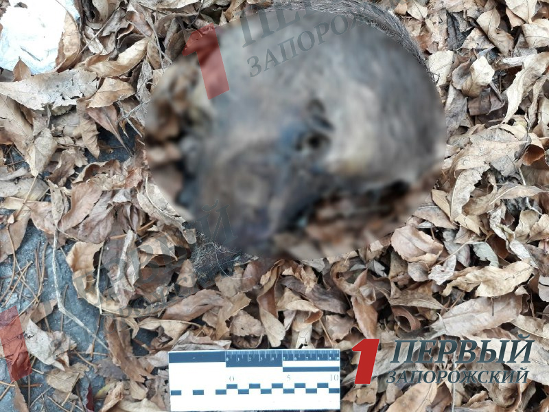 В запорожской лесополосе собаки нашли человеческие останки (ФОТО)