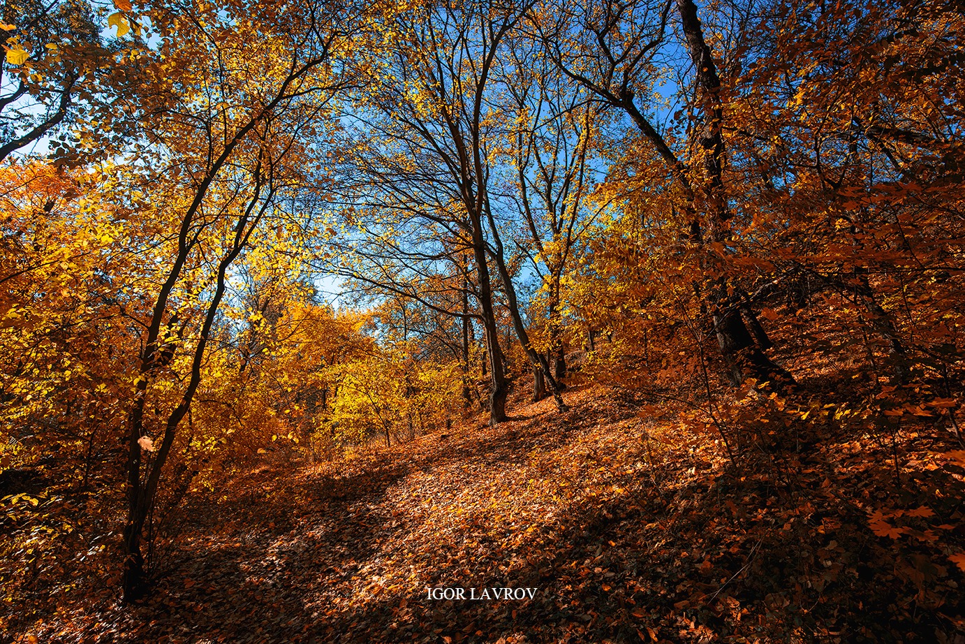 Запорожский фотограф показал всю прелесть осени в красочных фото (ФОТО)