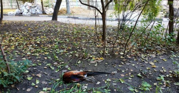 В центре Запорожья обнаружили яркую мёртвую птицу (ФОТО)