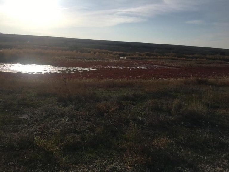 В Запорожской области покраснела река (ФОТО)