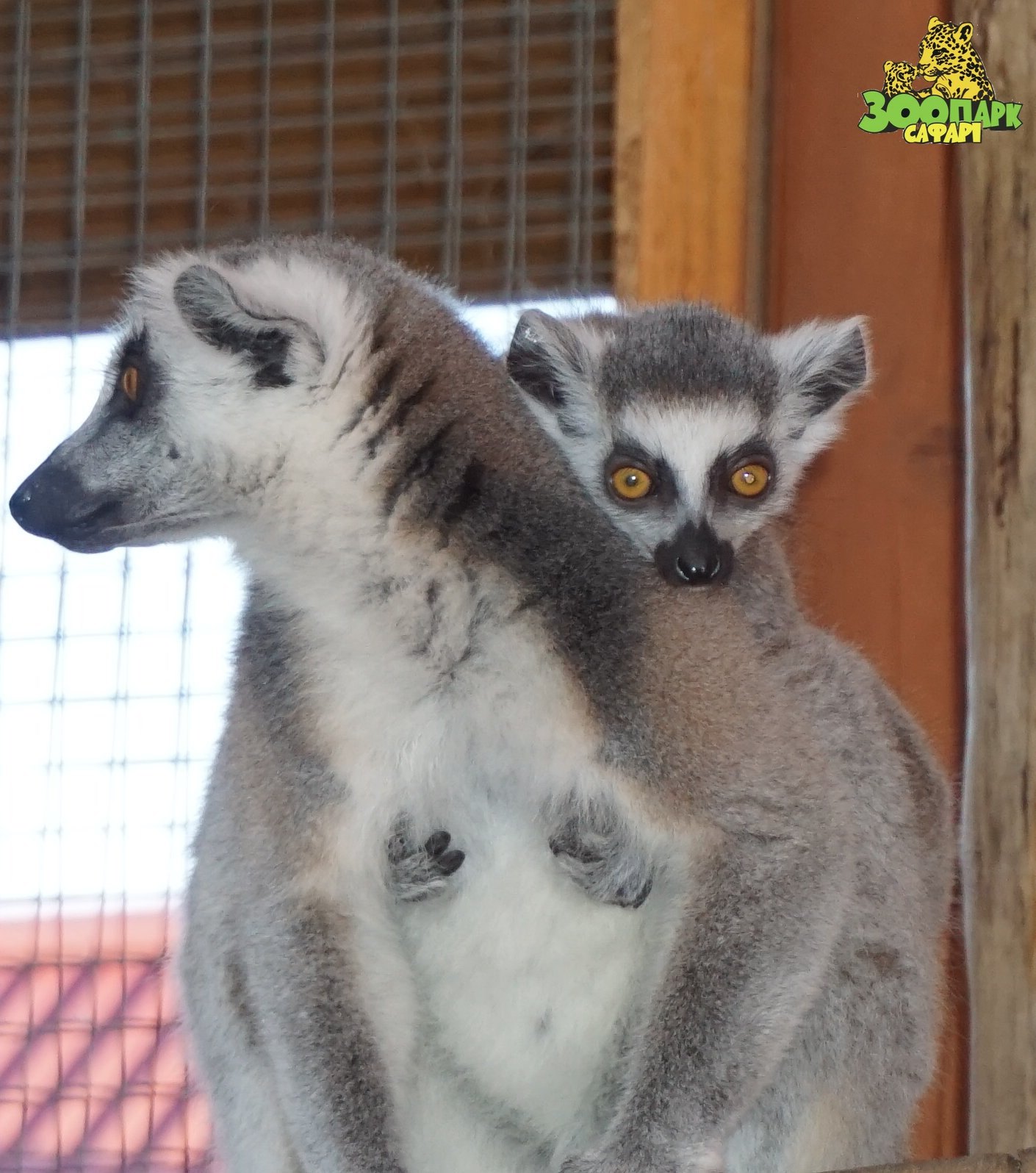 В бердянском зоопарке животные греются объятиями (ФОТО)