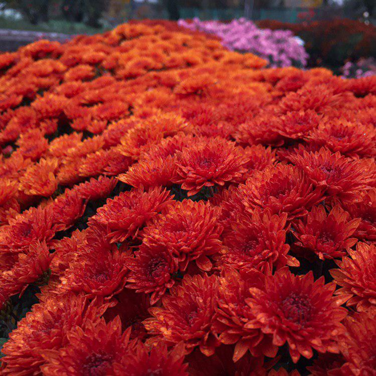Бал хризантем: ко Дню рождения запорожского ботсада зацвели десятки ярких цветов (ФОТО, ВИДЕО)