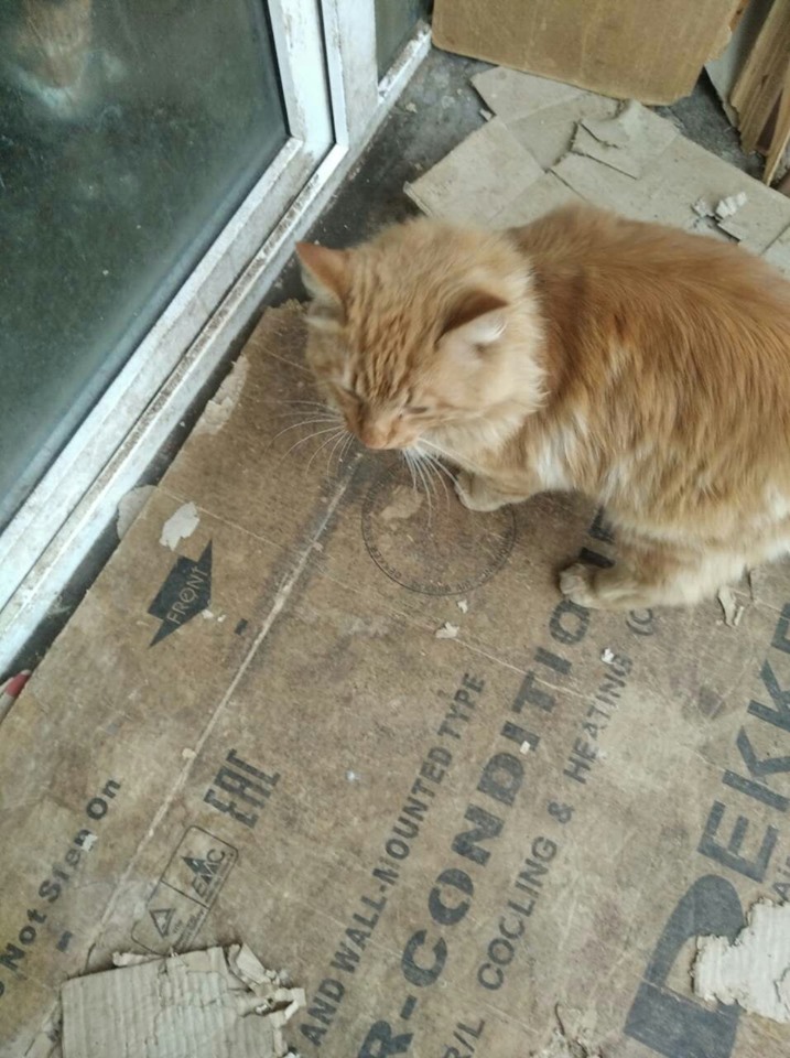 В Запорожье гость из Индии избавлялся от домашних котов, считая их "грязными" животными (ФОТО)