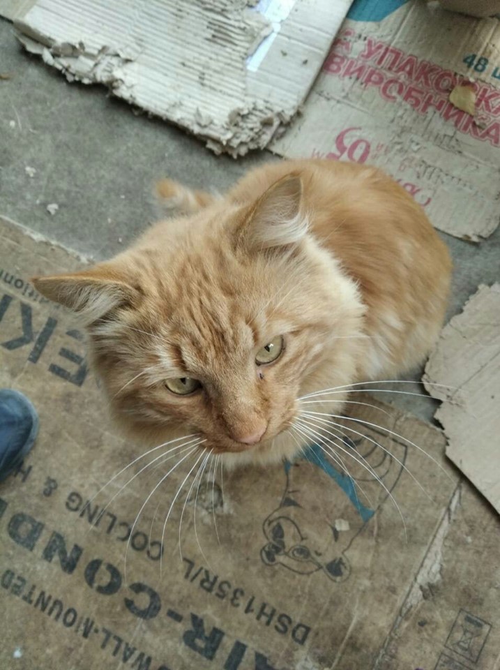 В Запорожье гость из Индии избавлялся от домашних котов, считая их "грязными" животными (ФОТО)