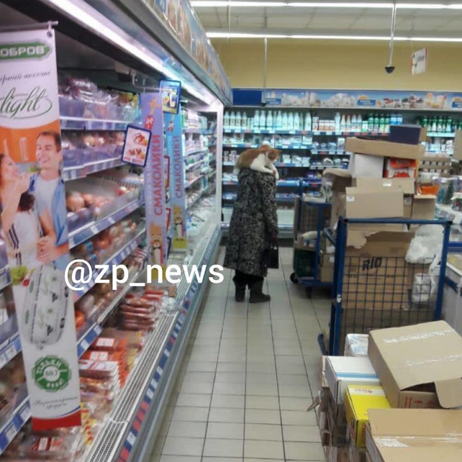Курьез: в запорожском супермаркете заметили пушистого покупателя (ФОТО)