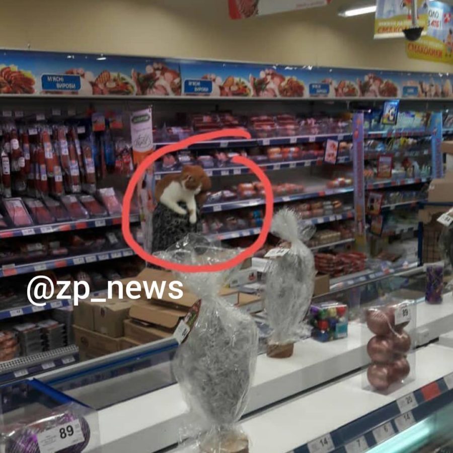 Курьез: в запорожском супермаркете заметили пушистого покупателя (ФОТО)
