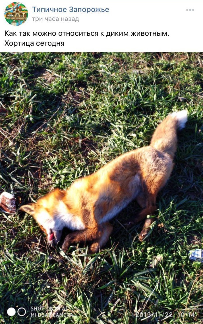 На Хортице неизвестные убили лисицу (ФОТО)