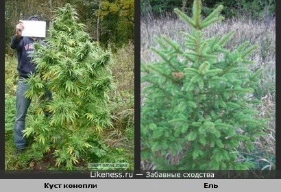 В Запорожской области мужчина вырастил ель из наркотика (ФОТО)