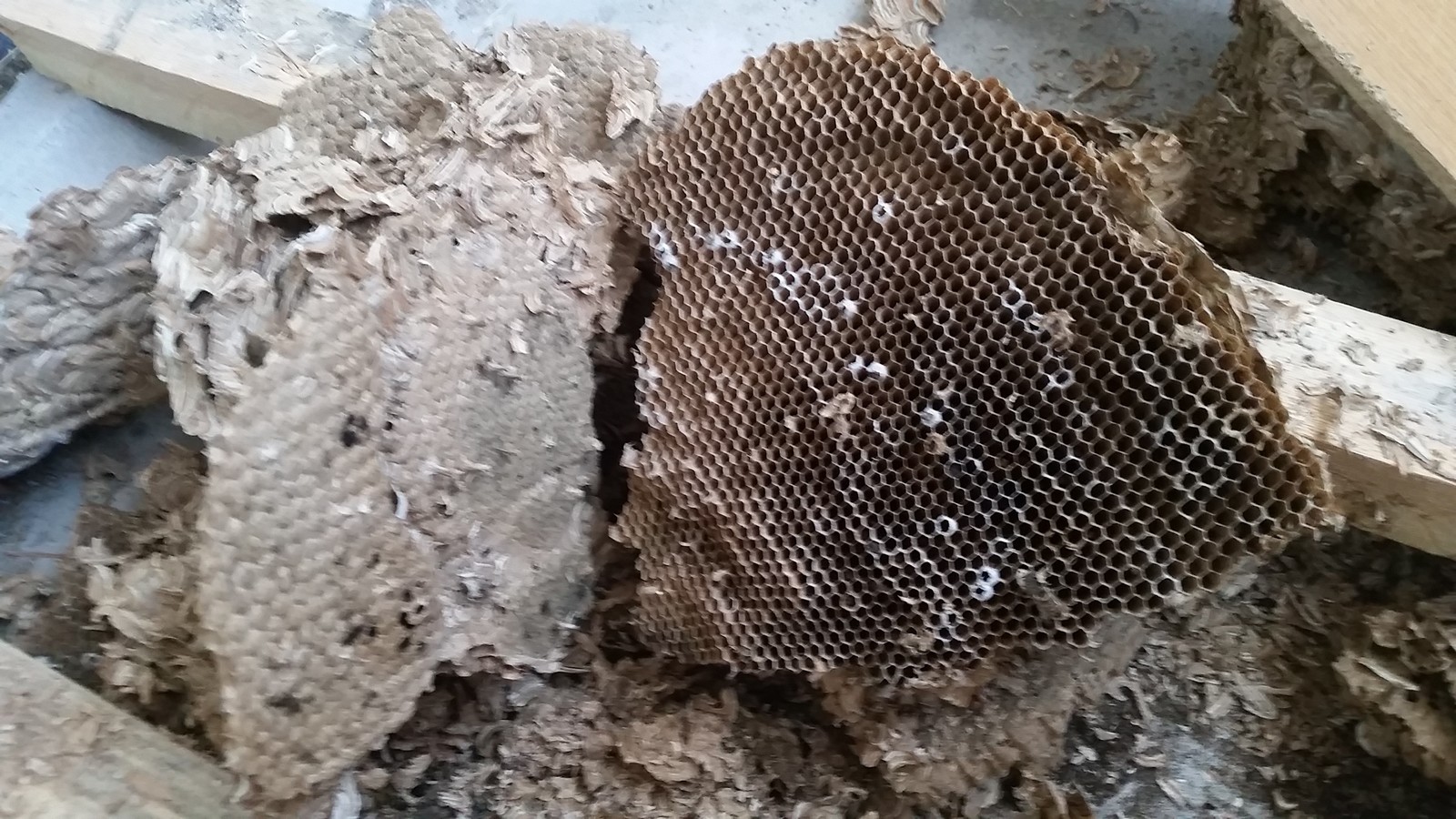 Житель Запорожской области нашел в газовой трубе гнездо ос