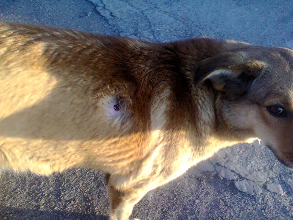 В Запорожье догхантеры расстреливают собак (ВИДЕО)