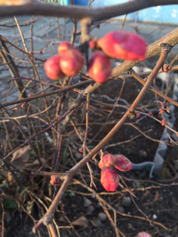 В Запорожье и области началось аномальное цветение ягодных культур и цветов (ФОТО)