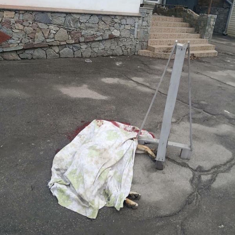 Мешал воровать: сотрудники крупного запорожского предприятия убили пса-сторожа (ФОТО)