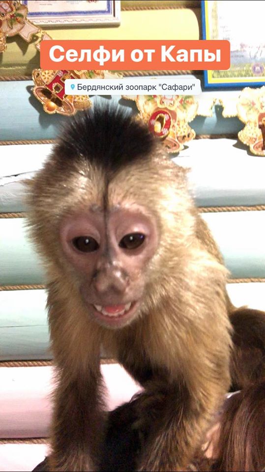 Курьёз: обезьяна из Запорожской области научилась делать селфи (ФОТО)