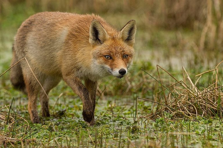 В центре Бердянска заметили дикого хищного зверя (ВИДЕО)