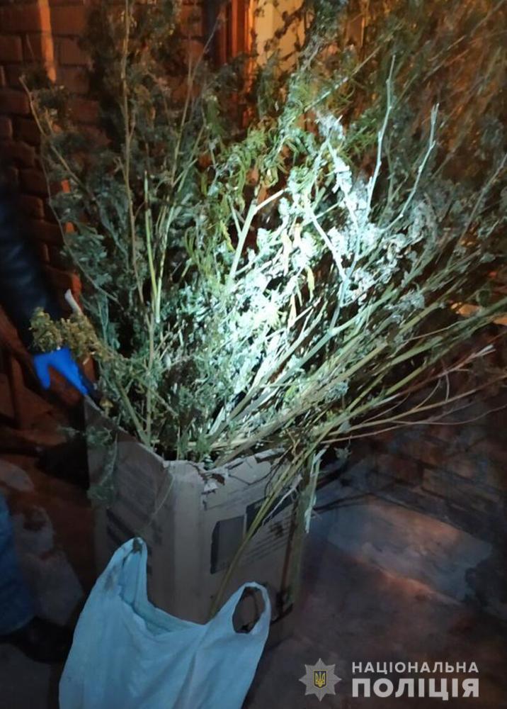 В Запорожской области мужчина вырастил ель из наркотика (ФОТО)